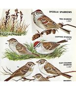 Spizella Sparrows Varieties And Types 1966 Color Bird Art Print Nature A... - $28.01 CAD