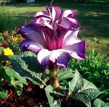 USA SELLER 20 Purple Moonflower Seeds Gorgeous Night Blooming Garden Flower Home - $9.96