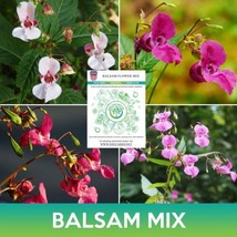 SR Balsam Flower Mix Seeds, Impatiens Balsamina - £3.73 GBP