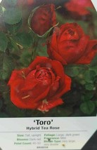 Toro Hybrid Tea Rose 3 Gal. Red Live Bush Plants Shrub Plant Fine Roses - $77.55