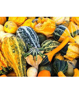 Gourd Large Gourd Mix Decorative Fall Season Kids Arts &amp; Crafts Non-Gmo ... - $13.98 CAD
