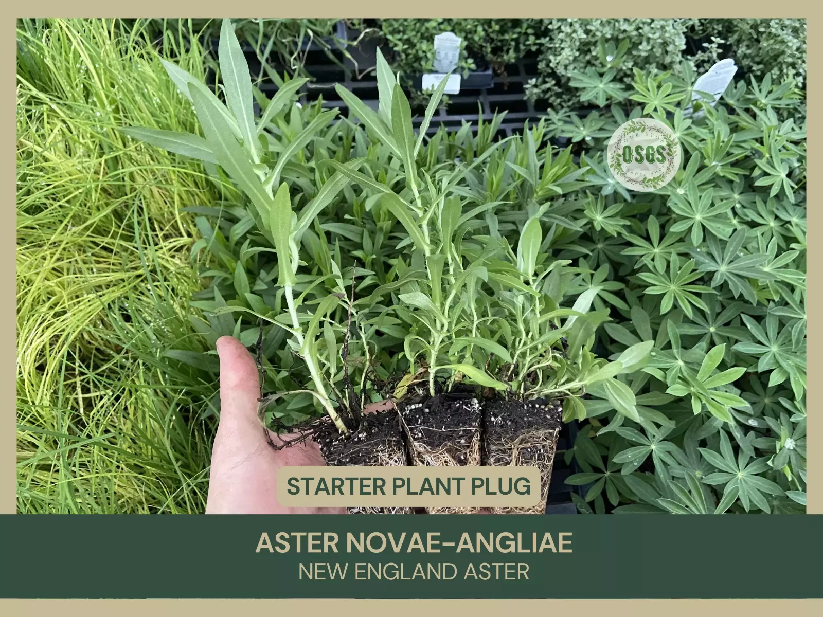 Aster novae-angliae | New England Aster | Purple Flower | Native Plant |... - $19.25
