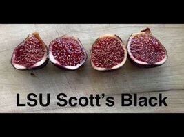 LSU SCOOTS BLACK Fig Cuttings Propagation - $14.85
