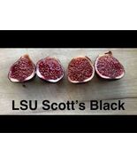 LSU SCOOTS BLACK Fig Cuttings Propagation - $14.85