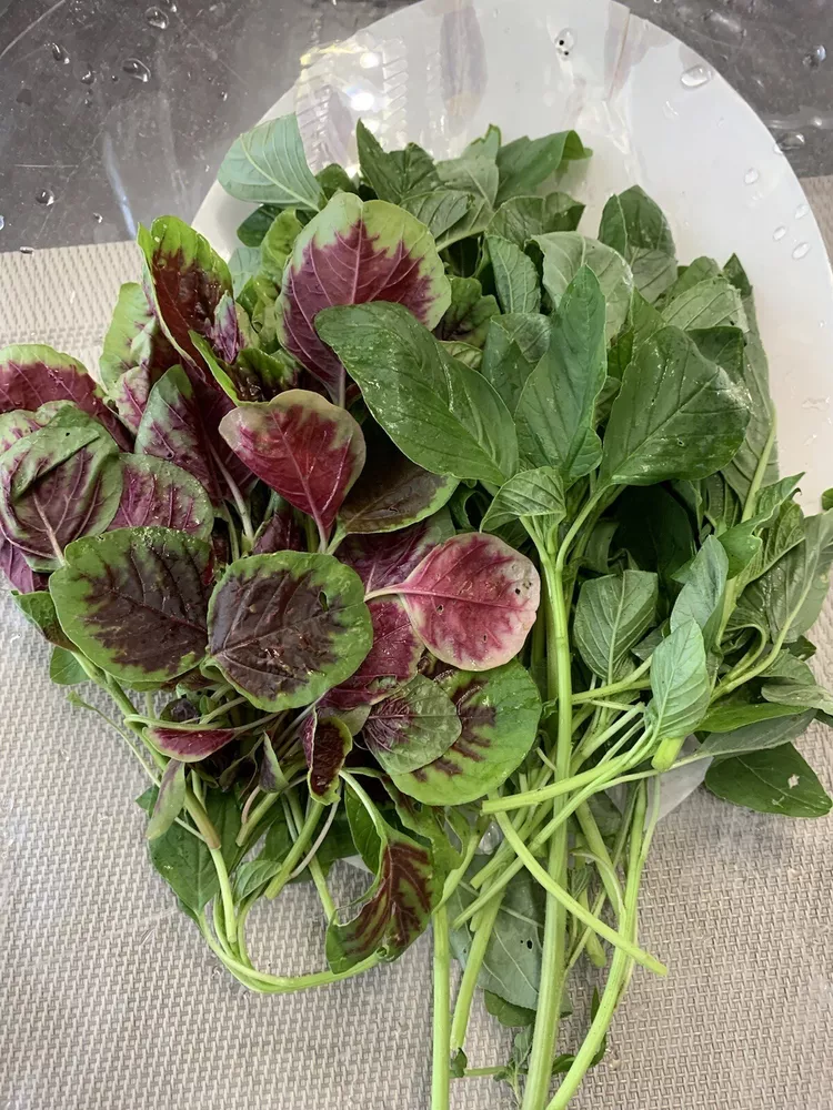 1000+ Mix Amaranth Seeds ( Green And Red Stripe), NON GMO - €3,03 EUR