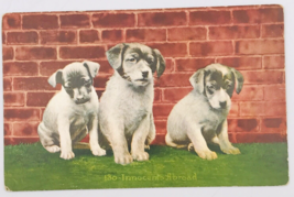 Antique 1920 Edward H Mitchell 3 Puppy Dogs Innocents Abroad #130 Postcard - $9.49