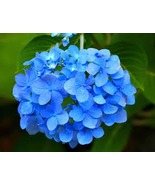 5 Bare Root Blue Hydrangea Bush 12-24in Tall Old Fashioned Variety - $79.99