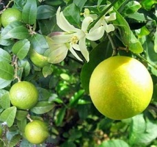 Live Tree Plant Meyer Lemon Certificate Fruiting Size 6&quot; Pot Garden Outdoor - £101.43 GBP