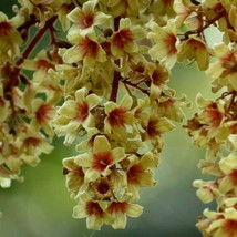 Sterculia Villosa Elephant Rope Treehairy-Sterculia Sardol Udal 5 Seeds Gardenin - $18.40