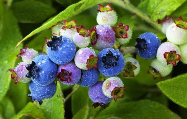 50 Lowbush Blueberry Vaccinium Angustifolium Blue Berry Fruit Dwarf Shrub Seeds  - £7.86 GBP