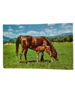 Postcard Dinnertime Foal Horse Feeding Mother Mare Horse Chrome Unposted - $6.92