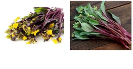 Purple Choy Sum seeds Hon-Tsai Tai Kosaitai Chinese Flowering Cabbage 800+Seeds - £22.30 GBP