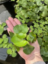 (15) Water Hyacinth Koi Pond Floating Plants Rid Algae Shade Bio Filter ... - $46.17