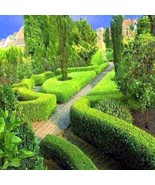 KKG 20 Common English Boxwood Tree Seeds Buxus Sempervirens Landscaping ... - $13.15