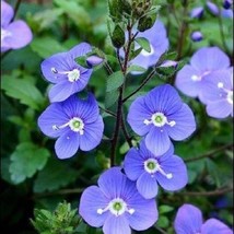 50 Veronica Oxford Blue Creeping Speedwall Flower Seeds Fresh USA Fast Shipping  - £15.08 GBP