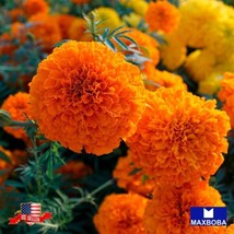 200 Marigold Seeds Cracker Jack Non-Gmo Heirloom Herb Gardening Fresh USA SELLER - £11.56 GBP