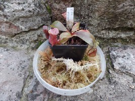 Nepenthes boschiana medium size plant, 1 plant - £22.68 GBP