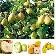 Pear Seed Nutritious and Juicy Fragrant Pear Seed Fruit Seed for  Supplies - $6.00