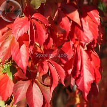 Parthenocissus Quinquefolia Virginia Creeper 20 Seeds Brilliant Autumn Color E39 - £7.89 GBP