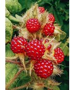 Rubus phoenicolasius 30 seeds Japanese wineberry - $174.08 MXN