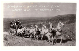 RPPC Postcard Schibner White Horse Carriage Walcot Wyoming to Sarasota - $9.89