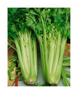 ADW 1000 Tall Utah Celery Seeds Fresh Harvest Fast Growing - $17.95 CAD