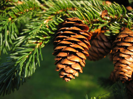 SG Red Spruce (Picea rubens) 50 seeds - £2.95 GBP