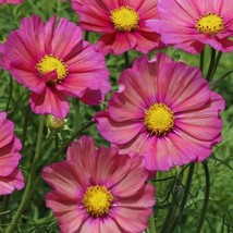 USA SELLER Flowers 50 Cosmos Seeds Cosmos Xsenia Cut Flower Seeds - £14.43 GBP