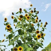 Grow In US 25 Seeds Sunflower Skyscraper 144” Tall Edible Heirloom Huge Flowers - £8.67 GBP