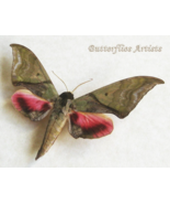 Callambulyx Rubricosa Rare Green-pink Sphinx Moth Framed Entomology Shad... - $1,449.18 MXN