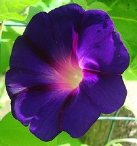 20 Star Of Yelta Morning Glory Flower Seeds Ipomoea Selfseeding AnnualFrom US  - $8.35