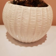 Succulent Planter with Plants, Aeonium Kiwi Plant, White Succulent Pot Ceramic image 4