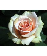 10 SEEDS MARILYN MONROE ROSE HEIRLOOM SEEDS ENSURE RAPID GORGEOUS GARDENS - $8.35
