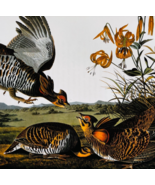 1979 Prairie Chicken Color Plate Print Audubon Birds Of America Art Vint... - $29.99