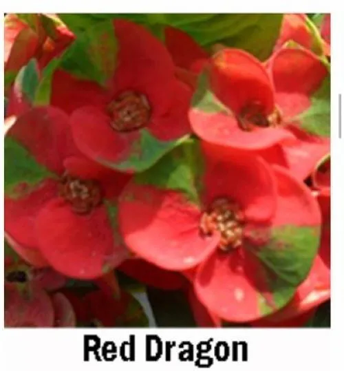 Red Dragon Crown Of Thorns Euphorbia Milii Christ Plant Starter Plant Garden - £29.22 GBP