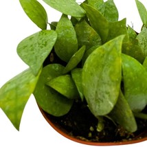 Hoya Krohniana Eskimo Super Silver, 4 inch Rare Exotic Indoor House Wax Plant - £22.24 GBP