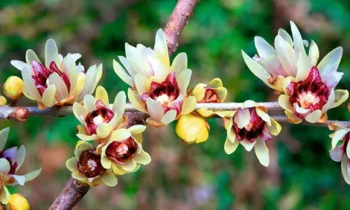 Chimonanthus Praecox Shrub 200 Seeds Fragrant Wintersweet Hardy Allspice... - $72.78