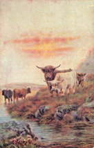 Highland Cattle~A Cooling Stream In SCOTLAND~1905 C W Faulkner Postcard - £7.93 GBP