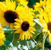 Sunflower HENRY WILDE Yellow Multiple Blooms Flower 100 Seeds - £7.58 GBP