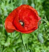 Poppy, Flanders, 1000 Seeds, Organic, Stunning Bright Red Flower, Great Poppies - $7.91