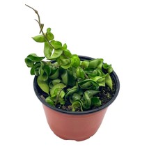 Hoya Hindu Rope Carnosa Compacta, 6 inch, Krinkle Kurl, Ready for Upgrade, Honey - £29.72 GBP