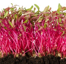 Rainbow Blend Beet Microgreen Heirloom Non GMO For Sprouting Bulk Seeds - $9.20