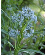 Shining Blue Star Amsonia Illustrus Perennial Blue Flower 20 Seeds  From US - £5.18 GBP