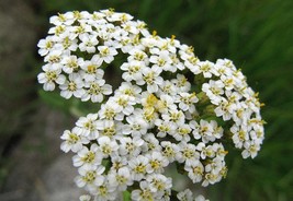 White Yarrow Organic Seeds, Achillea Мillefolium Medicinal Organic Herb Seeds Ap - £3.84 GBP