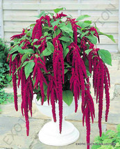 LOVE LIES BLEEDING Amaranthus caudatus @j@ rare exotic flowering seed 15 seeds - £7.18 GBP