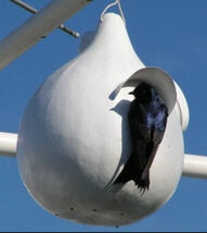 Fresh Gourd Martinhouse Bottle Huge Bird House 20 Seeds  - $9.00
