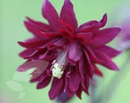 25 Seeds Aquilegia Vulgaris Ruby Port Quick Setup Heirloom Seeds Immediate Impac - £6.44 GBP