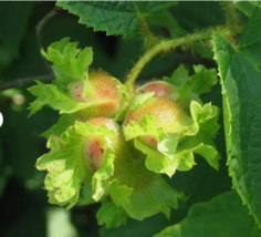 American Hazelnut Tree Fruit Nut 5 Seeds - £7.97 GBP