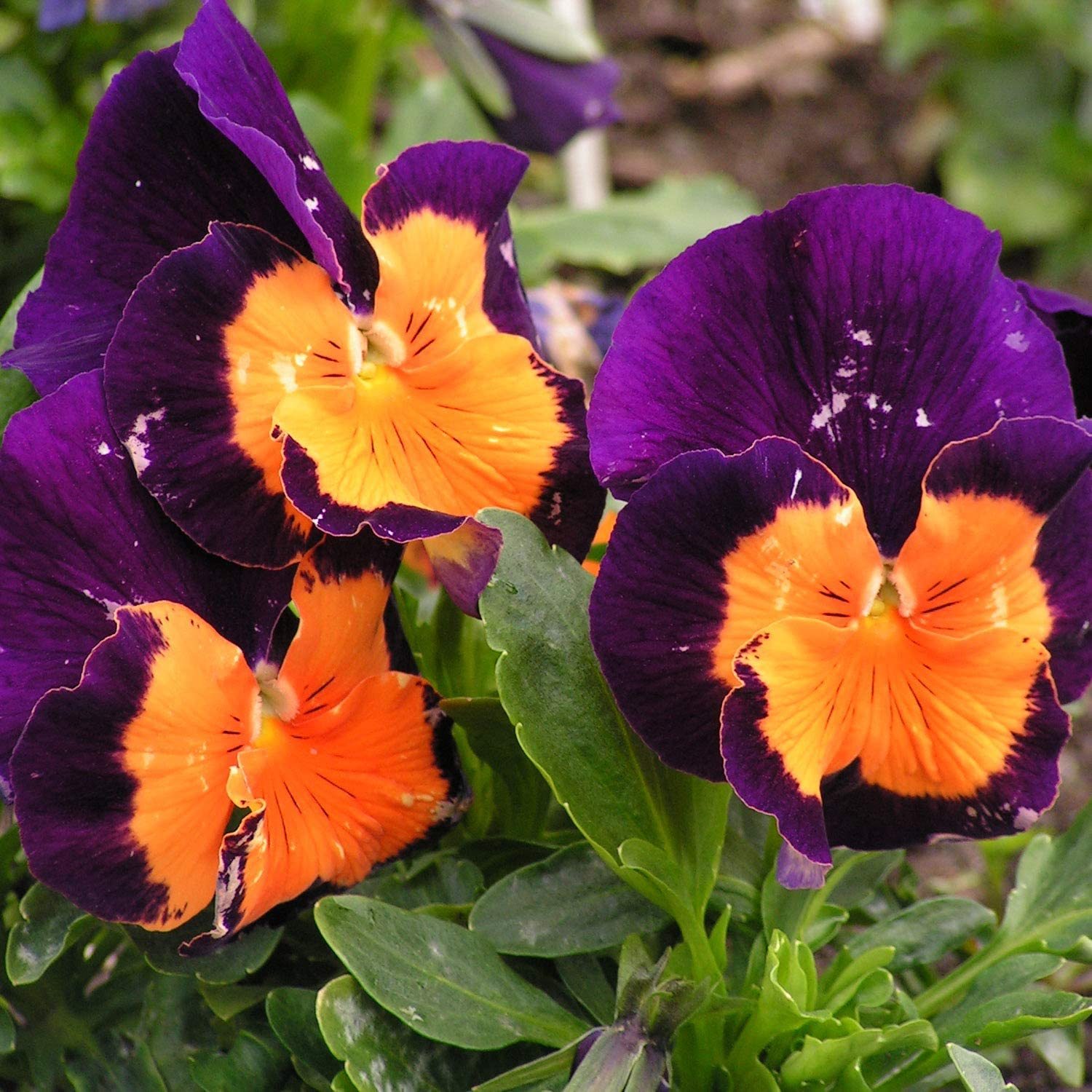 Primary image for 150 Pansy Seeds Jolly Joker FLOWER SEEDS Yard, Garden & Outdoor Living