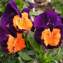 150 Pansy Seeds Jolly Joker FLOWER SEEDS Yard, Garden &amp; Outdoor Living - £40.61 GBP